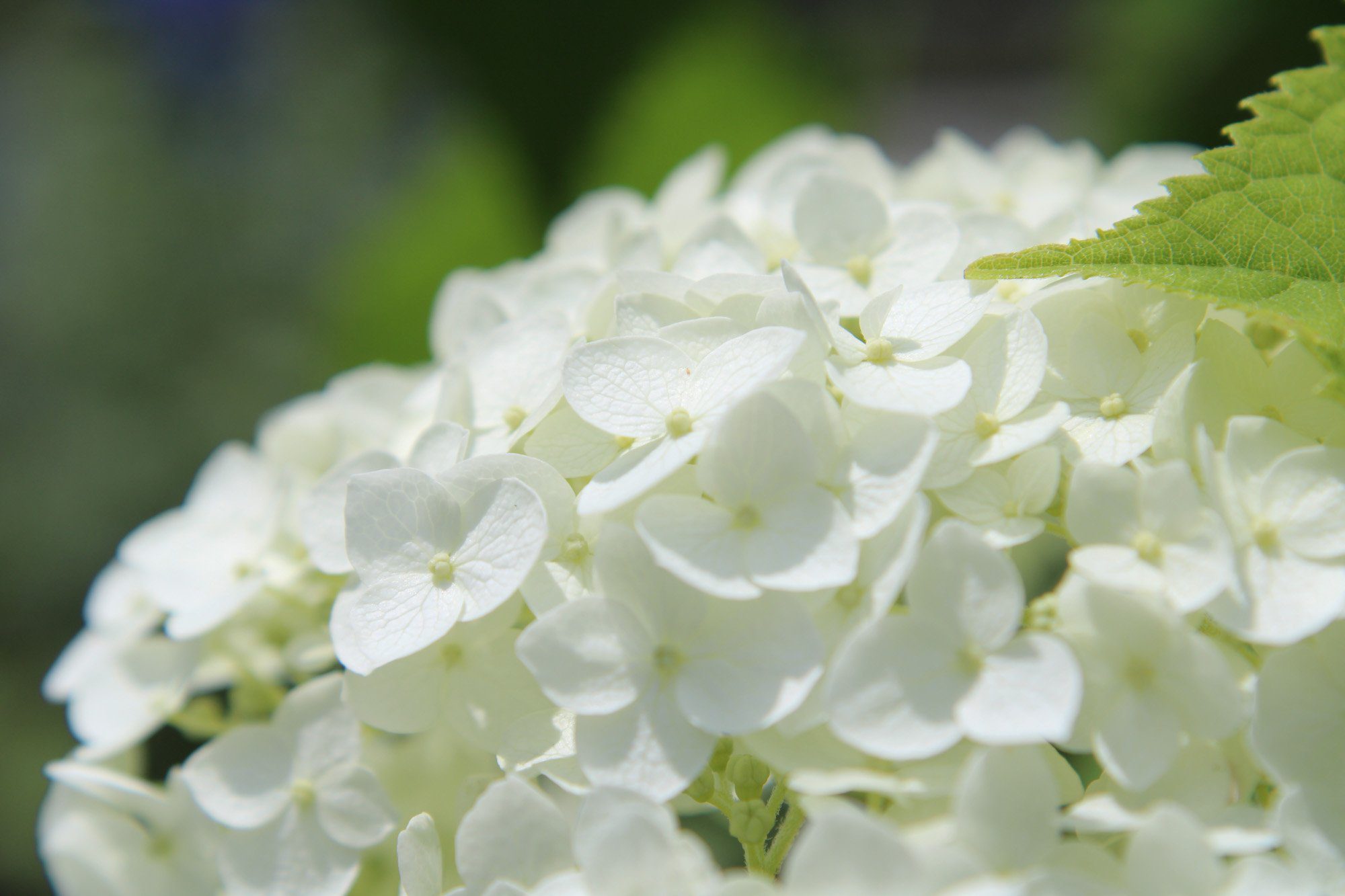 Heritage Museums & Gardens 的白色绣球花特写