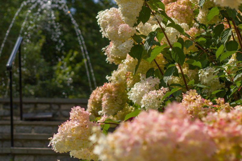 Heritage 的 North American Hydrangea Test Garden，浅粉白色绣球花环绕喷泉